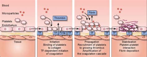 Ch. 8: Coagulation (pt. 2) Flashcards | Quizlet 