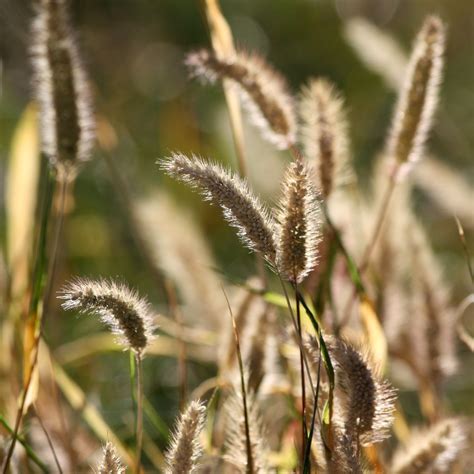 Dry Grass Seed Heads Picture | Free Photograph | Photos Public Domain