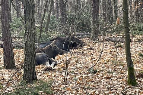 Czy łatwo spotkać łosia w Kampinoskim Parku Narodowym Kampinoskie