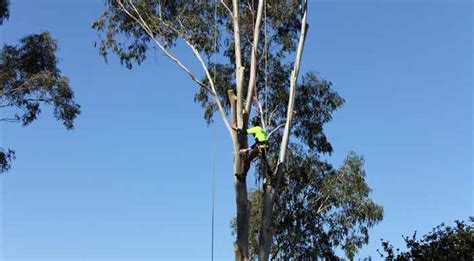 Arborist Tree Services: Go Tree Quotes