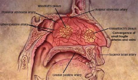 Heent Nose Sinuses Flashcards Quizlet