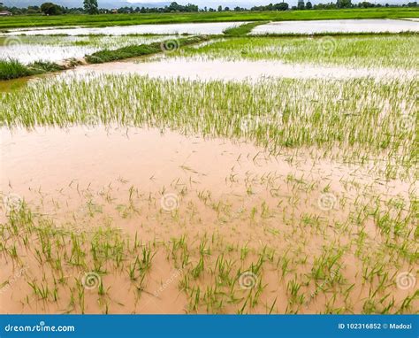 Agriculture Rice Field Flooded Damage Stock Photo Image Of Food