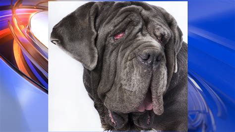 ‘drooling Snoring Gassy Martha The Mastiff Wins Worlds Ugliest Dog