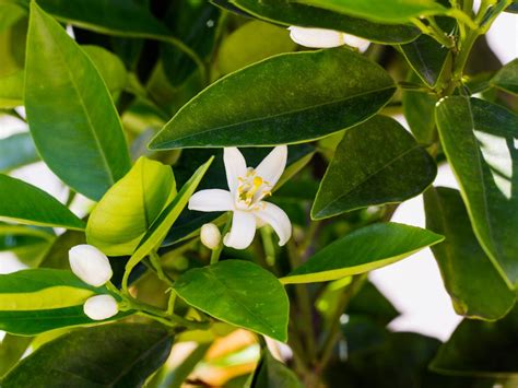 Reasons For A Lemon Tree Not Blooming: Fixing A Non-Flowering Lemon Tree