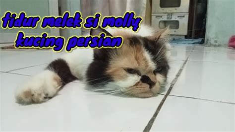 Satu Tidur Yang Aneh Dan Unik Satu Nya Birahi Berat Kucing Persian