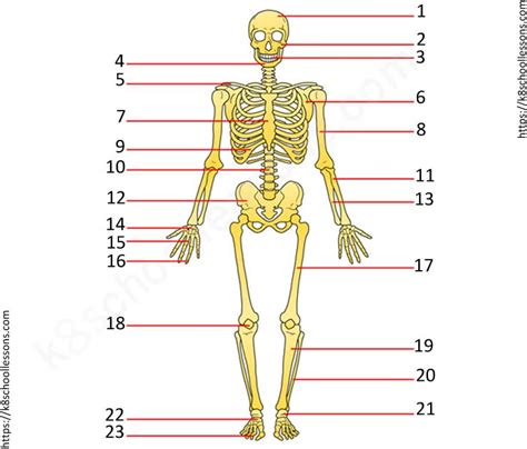 Label Skeletal System Worksheet Have Fun Teaching Worksheets Library