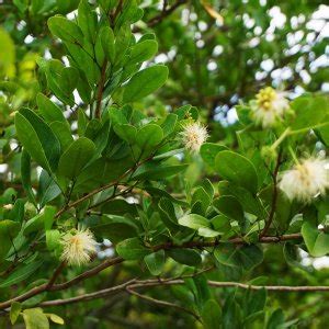 Pithecellobium Keyense Blackbead Tree For Sale Treeworld Wholesale