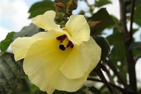 White Spots On Okra Leaves 5 Causes Treatment Best Growing Tips