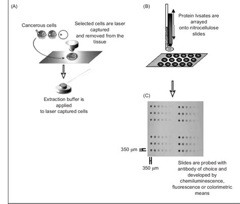 Figure 2 From Utility Of Reverse Phase Protein Arrays Applications To