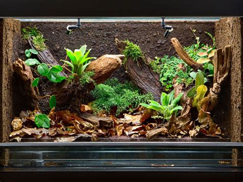 10-Gallon Pacman Frog Habitat Setup Guide (With Pictures), 60% OFF