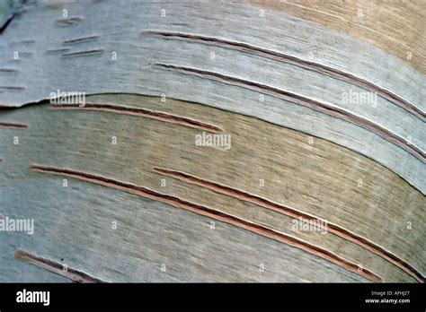 Tree Bark Detail Stock Photo Alamy
