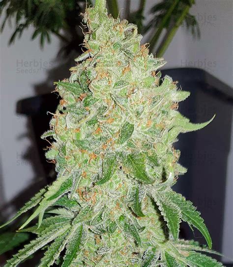 Bruce Banner feminized seeds for sale: information and reviews ...