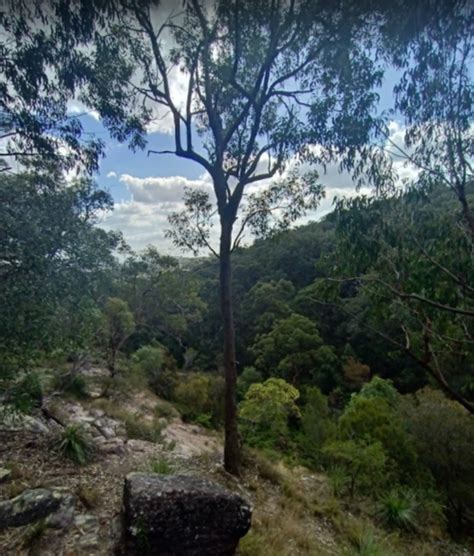 Things To Do In Springwood Qld Tree Lopping Logan