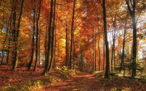 Fondos De Pantalla Luz De Sol Rboles Paisaje Oto O Hojas