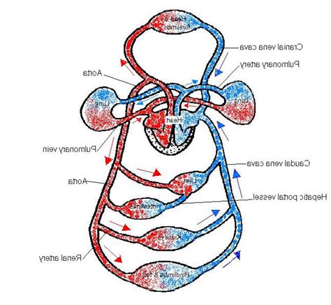 11+ Circulatory System Unlabeled Diagram | Robhosking Diagram