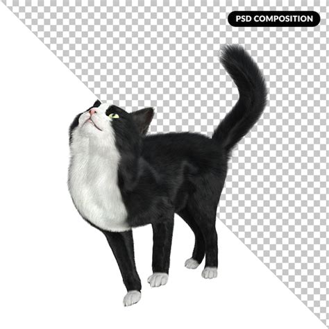 Premium Psd Tuxedo Cat Isolated 3d