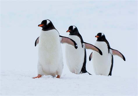 Gentoo Penguins - Antarctic and Southern Ocean Coalition