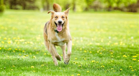 Entenda As Regras Para Ter Animais Em Condom Nios Sem Atrito