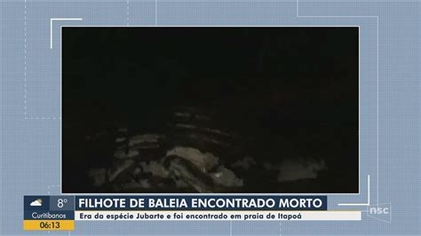 Filhote de baleia jubarte é encontrado morto em praia de Itapoá Santa