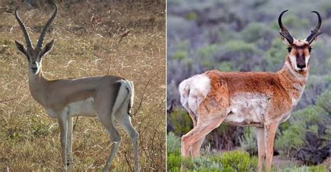 Geographically Distant Animals That Are Weirdly Similar