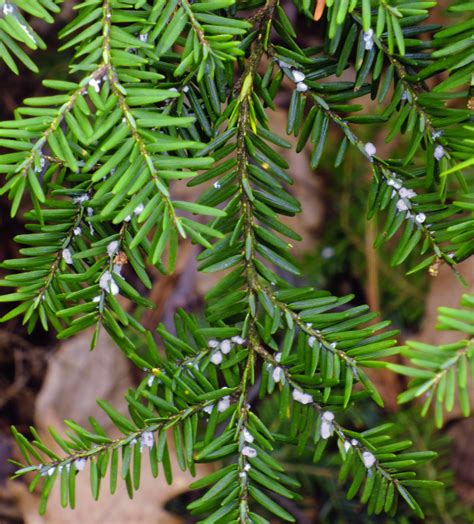 images branch flower spring evergreen botany fir close