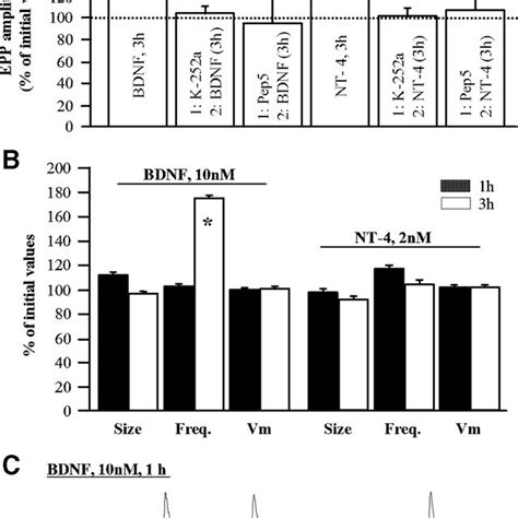 Immunolocalization Of BDNF NT 4 TrkB And P75 NTR At The