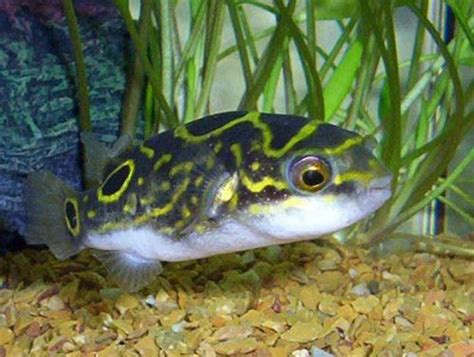 Freshwater Figure 8 Puffer Fish