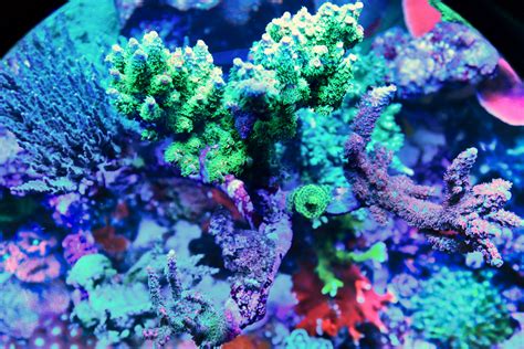 Reefpro Complete Easy Aquarium Chemistry Calcium And Alkalinity For Reef Tanks Tanknicians