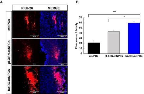 Figure 1 From Neural Stem Cells Overexpressing Arginine Decarboxylase