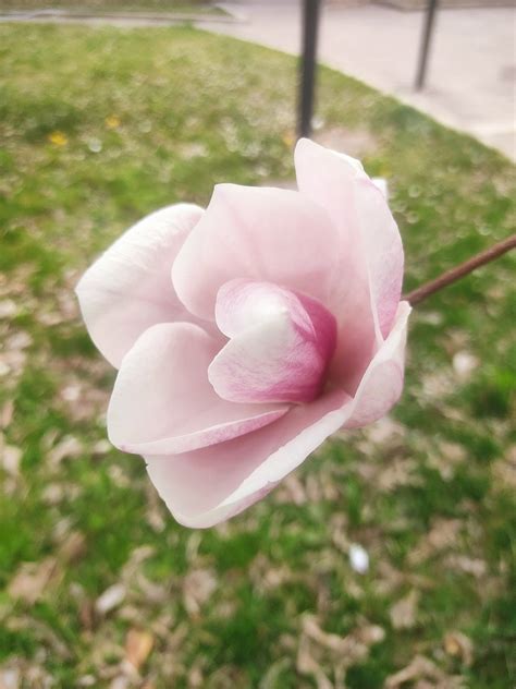 Fleur Magnolia Printemps Nature Photo Gratuite Sur Pixabay Pixabay