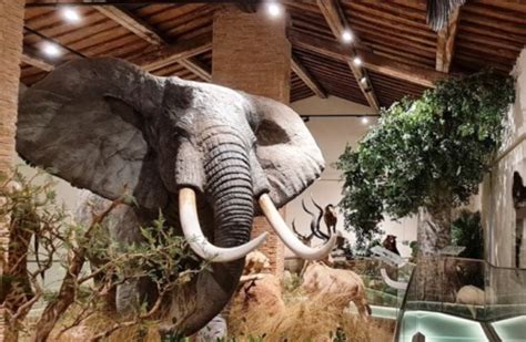 Visita Guidata Il Museo Di Storia Naturale Di Pisa A Calci City