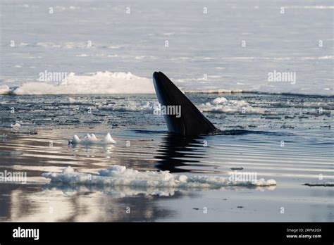 Minke Whale Fin Hi Res Stock Photography And Images Alamy