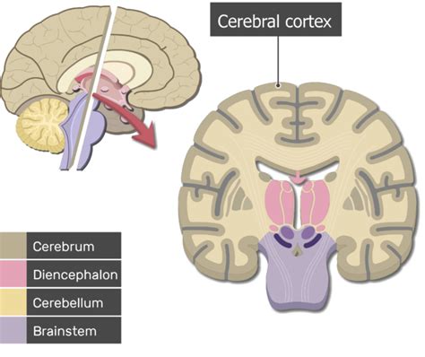 Cerebral Cortex Histology Labeled