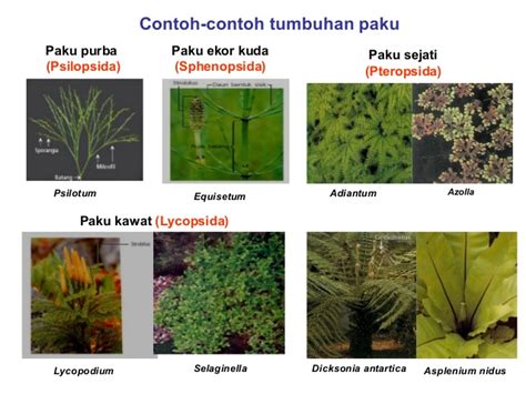 Pengertian Ciri Dan Klasifikasi Kingdom Plantae Tumbuhan