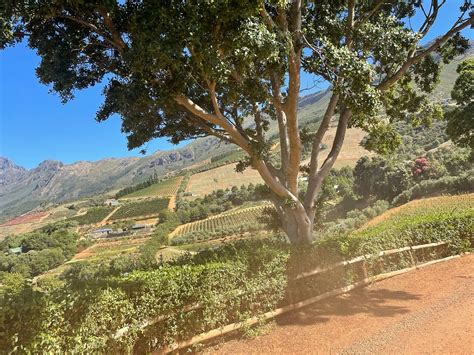 Full Day Franschhoek Hop On Hop Off Wine Tram Tour From Cape Town