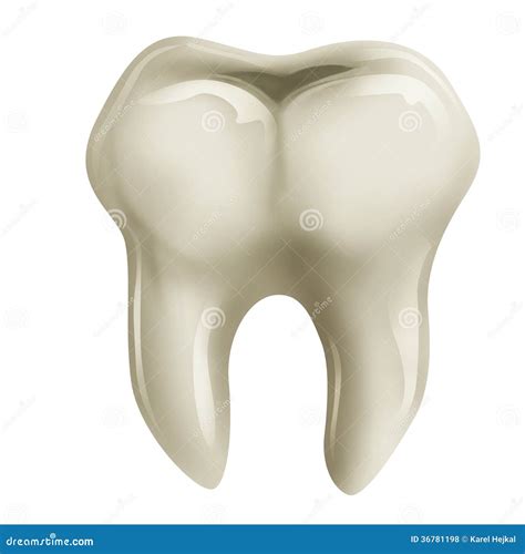 Molar Tooth White And Yellow Stock Photography Cartoondealer