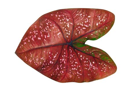 Beautiful Caladium Bicolor Leaves Png