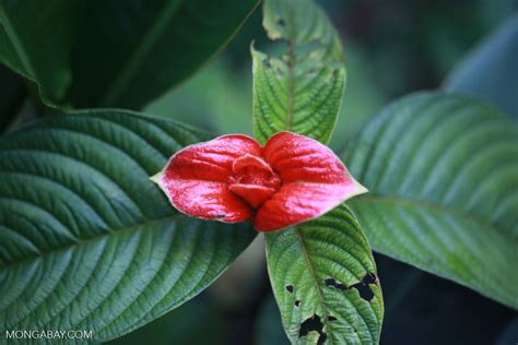 Hot Lips Flower Rubiaceae Psychotria Poeppigiana