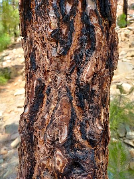 Premium Photo A Burnt Tree Trunk With A Burnt Area On It