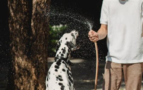 Chien Qui Grogne Pourquoi Le Fait Il Et Surtout Comment R Agir