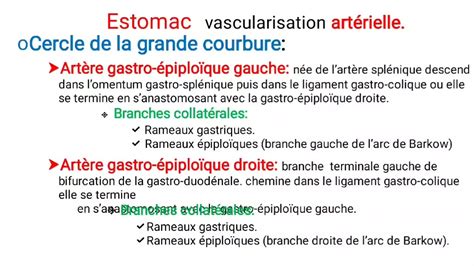 UE2 Anatomie Digestiveبالعربية 5 Anatomie de l Estomac Part 3