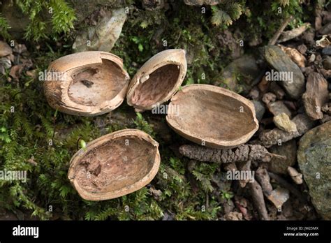 Hazelnut Shells Opened By Grey Squirrel Cornwall Uk Stock Photo Alamy