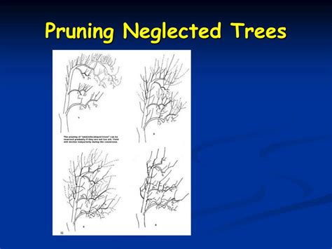 Ppt Fruit Tree Pruning Powerpoint Presentation Free Download Id 5425842