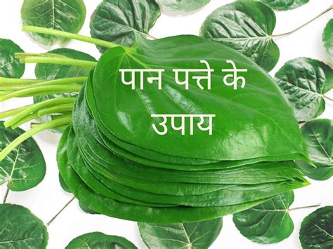 Paan Leaves Paan Leaves Remedies Or Totka For Get Rid Every Problem