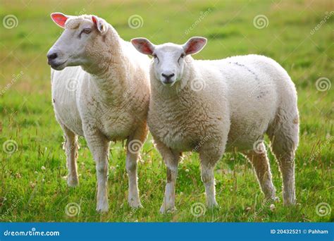 Sheep Royalty-Free Stock Photography | CartoonDealer.com #40911449