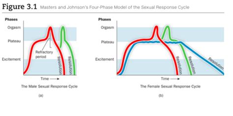 The Psychology Of Sexual Responds Flashcards Quizlet