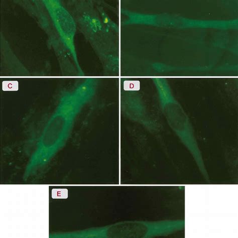 Immunofluorescence Of MRC5 Cells Infected With Cell Free VZV Infected