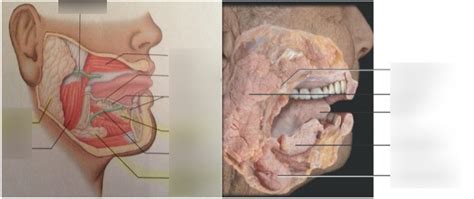 Salivary Glands Gross Anatomy Diagram Quizlet