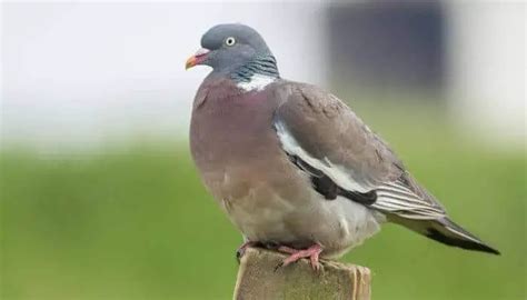 Different Types Of Pigeon In The Uk Pigeonpedia