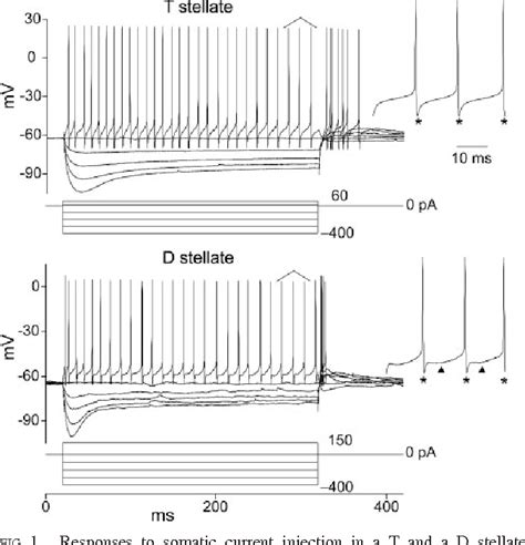 Figure From Hyperpolarization Activated Currents Regulate